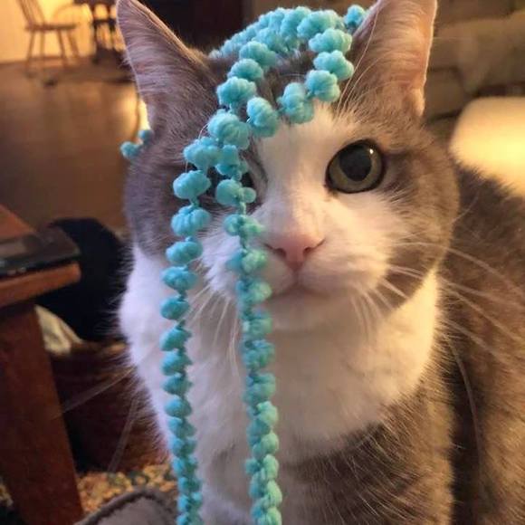 Meet your Posher, Anouchka - Picture 1 of 1